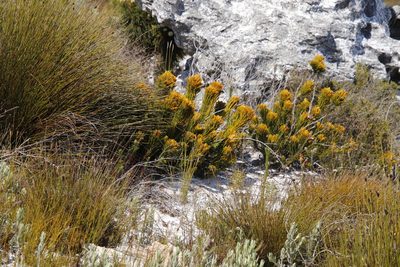 Retzia capensis, photographed by Tony Rebelo