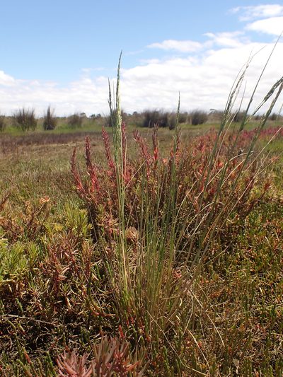 Puccinellia stricta, photographed by Nina Kerr