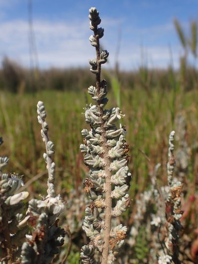 Wilsonia humilis, photographed by Nina Kerr