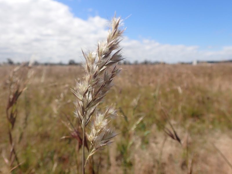 Rytidosperma fulvum, photographed by Nina Kerr