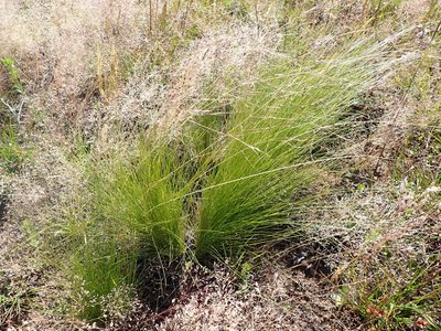 Nassella trichotoma, photographed by Nina Kerr