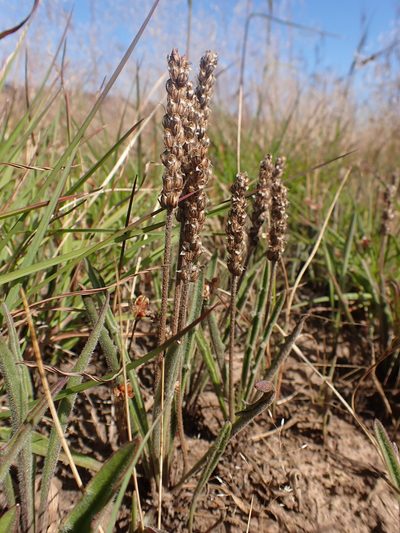 Plantago gaudichaudii, photographed by Nina Kerr