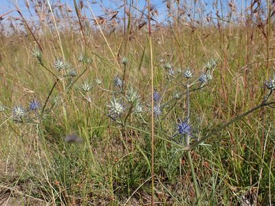 Eryngium ovinum, photographed by Nina Kerr