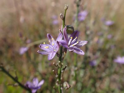 Caesia calliantha, photographed by Nina Kerr