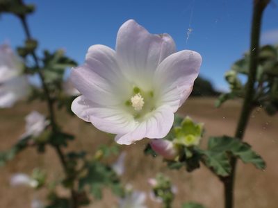 Malva preissiana, photographed by Nina Kerr
