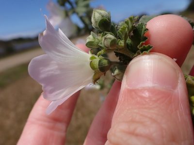 Malva preissiana, photographed by Nina Kerr
