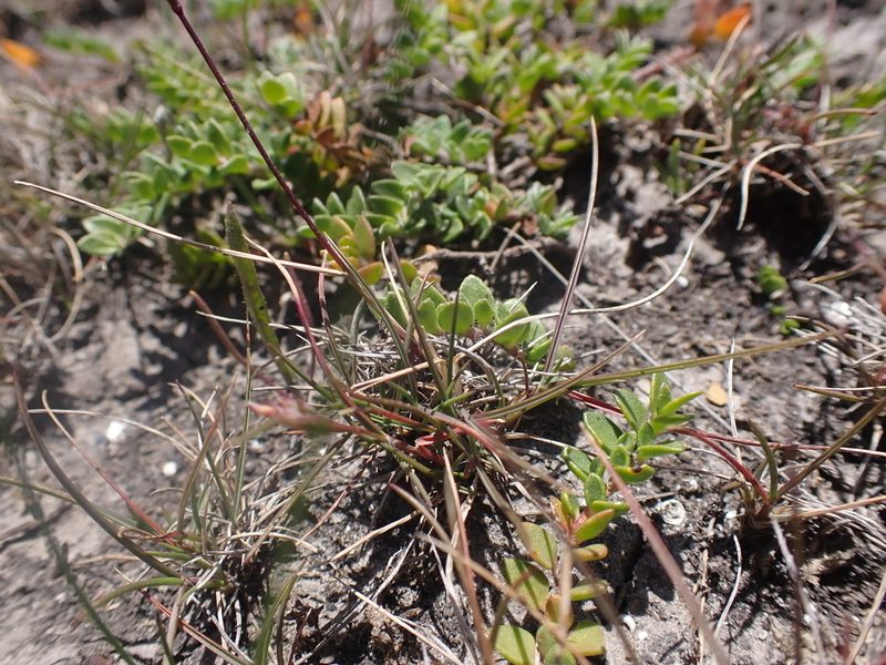 Tribolium obliterum, photographed by Nina Kerr