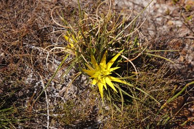 Ficinia radiata, photographed by Tony Rebelo