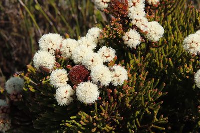 Brunia fragarioides, photographed by Tony Rebelo