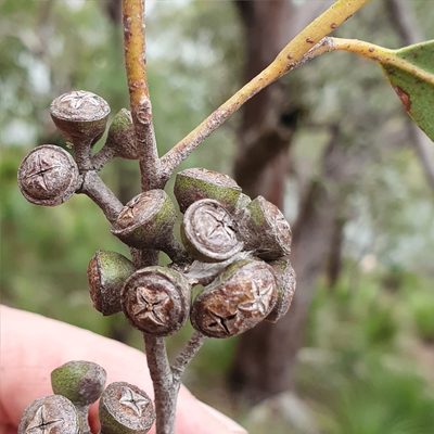 Eucalyptus umbra, photographed by ronavery