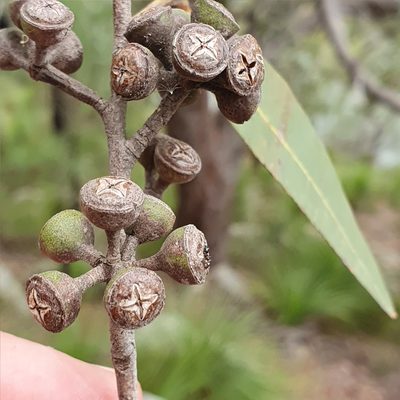 Eucalyptus umbra, photographed by ronavery