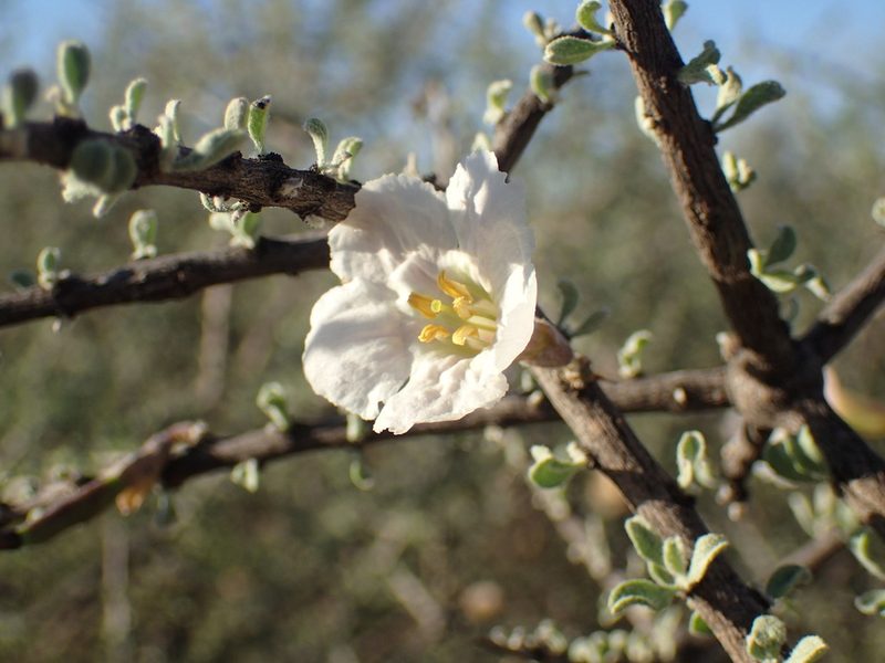 Rhigozum trichotomum, photographed by Mahomed Desai