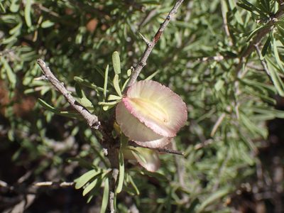 Phaeoptilum spinosum, photographed by Mahomed Desai