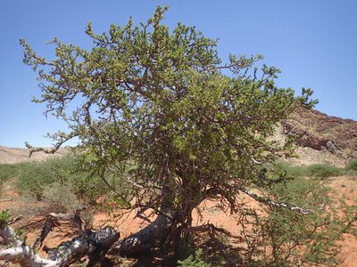 Boscia albitrunca, photographed by Mahomed Desai