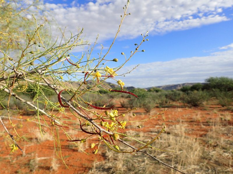 Parkinsonia africana, photographed by Mahomed Desai
