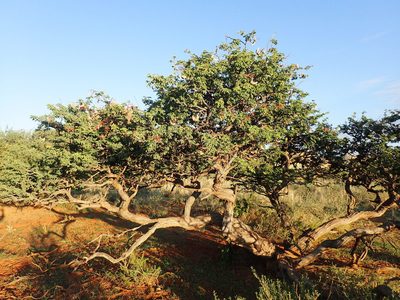 Vachellia erioloba, photographed by Mahomed Desai