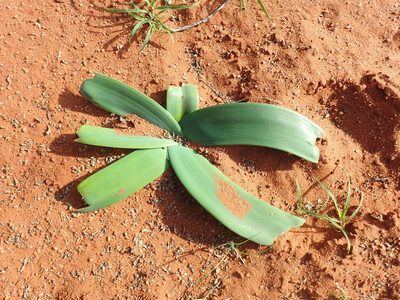 Ammocharis coranica, photographed by Mahomed Desai