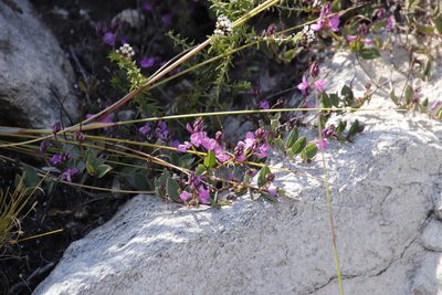 Indigofera ovata, photographed by Tony Rebelo