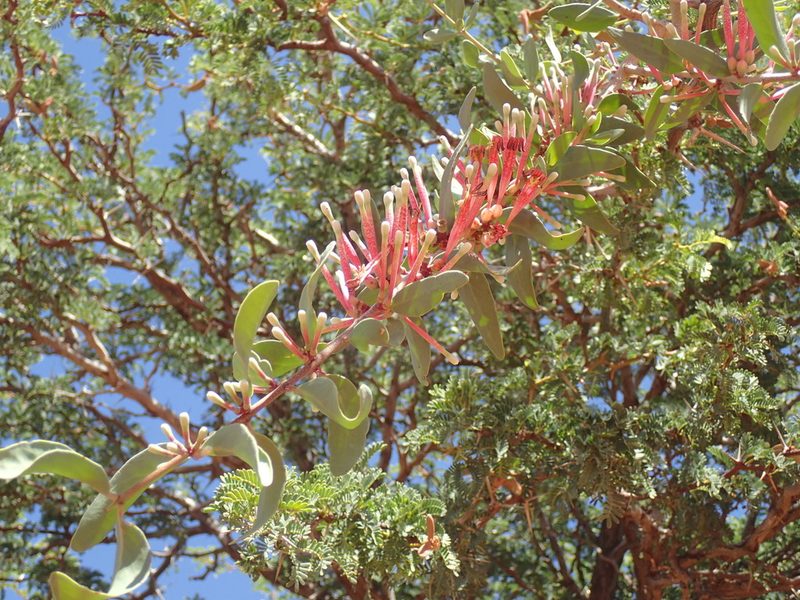 Tapinanthus oleifolius, photographed by Mahomed Desai