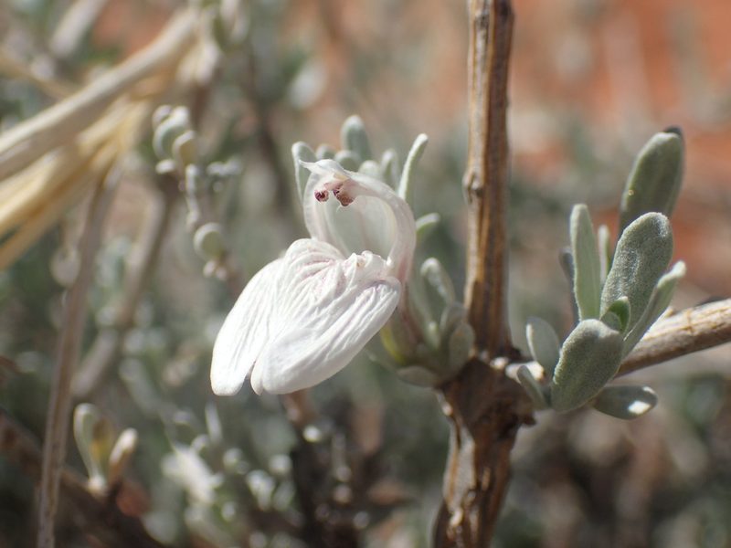 Pogonospermum incanum, photographed by Mahomed Desai
