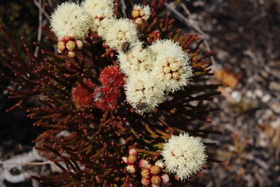 Brunia fragarioides, photographed by Tony Rebelo