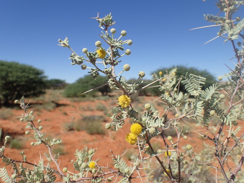 Vachellia haematoxylon, photographed by Mahomed Desai