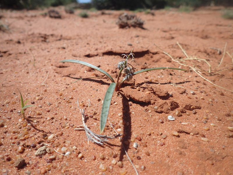 Ledebouria apertiflora, photographed by Mahomed Desai