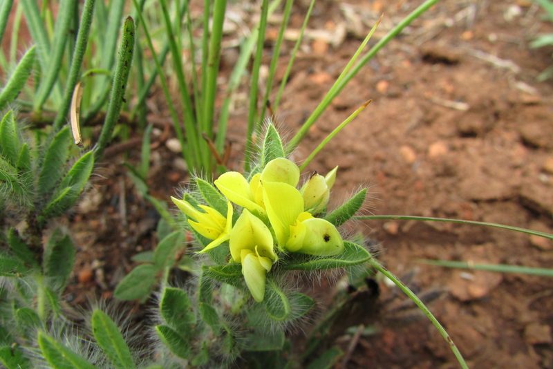 Leobordea foliosa, photographed by James Deacon