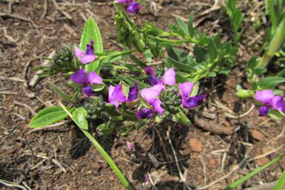 Polygala uncinata, photographed by James Deacon