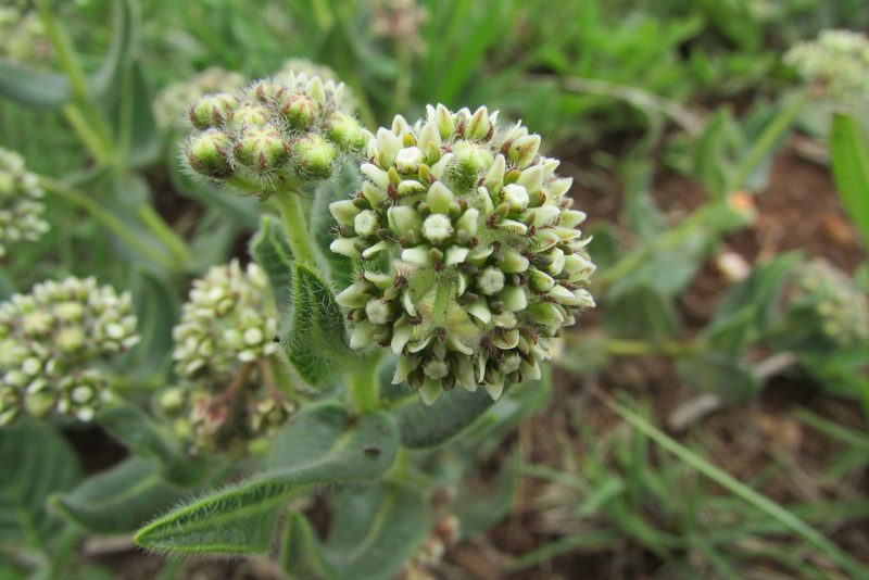 Xysmalobium parviflorum, photographed by James Deacon