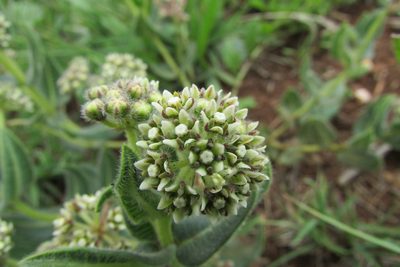 Xysmalobium parviflorum, photographed by James Deacon