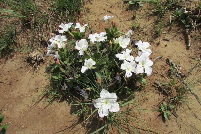 Cycnium adonense, photographed by James Deacon