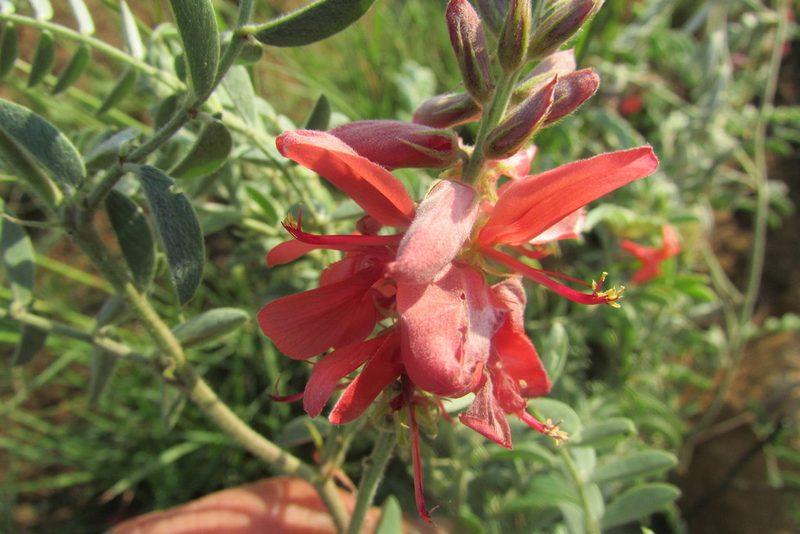 Indigofera oxytropis, photographed by James Deacon