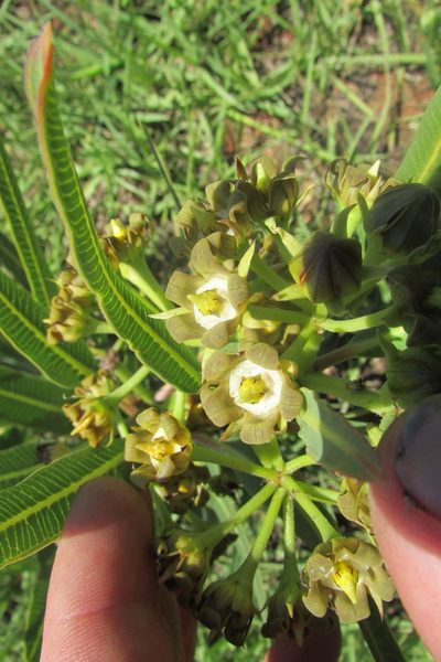 Parapodium costatum, photographed by James Deacon