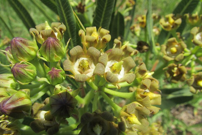 Parapodium costatum, photographed by James Deacon