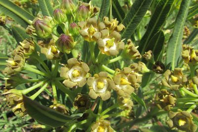 Parapodium costatum, photographed by James Deacon