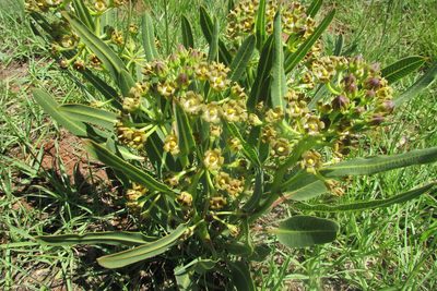 Parapodium costatum, photographed by James Deacon