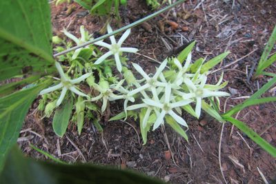 Pygmaeothamnus zeyheri, photographed by James Deacon