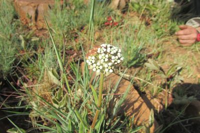 Asclepias fallax, photographed by James Deacon