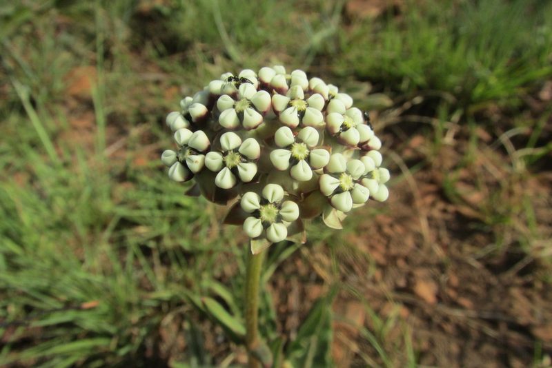 Asclepias fallax, photographed by James Deacon