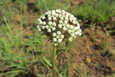 Asclepias fallax, photographed by James Deacon