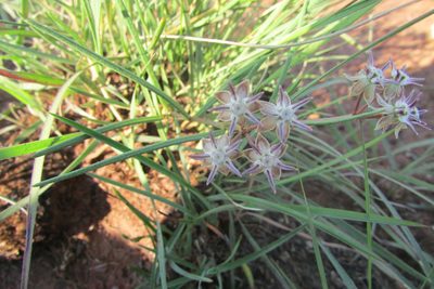 Asclepias brevipes, photographed by James Deacon