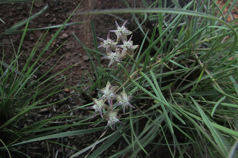 Asclepias brevipes, photographed by James Deacon
