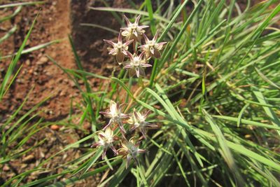 Asclepias brevipes, photographed by James Deacon
