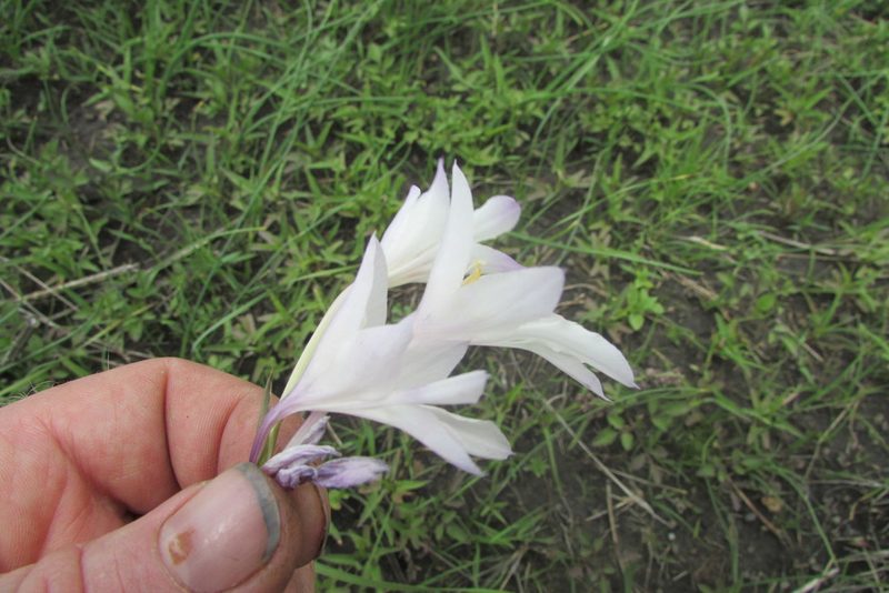 Gladiolus robertsoniae, photographed by James Deacon