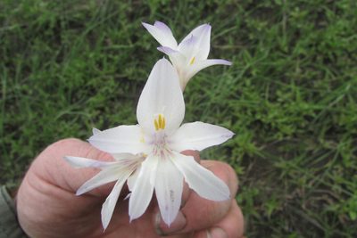 Gladiolus robertsoniae, photographed by James Deacon