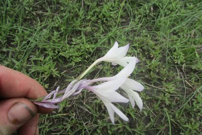 Gladiolus robertsoniae, photographed by James Deacon