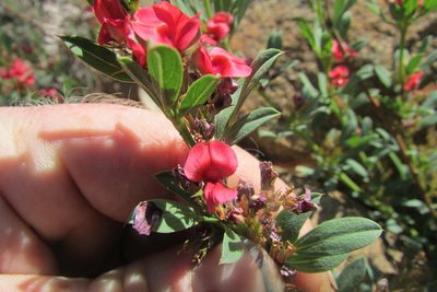 Indigofera crebra, photographed by James Deacon