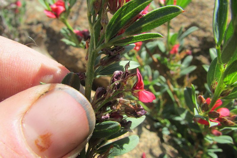 Indigofera crebra, photographed by James Deacon