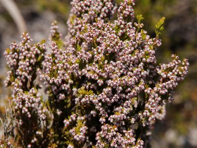 Erica hispidula, photographed by Tony Rebelo